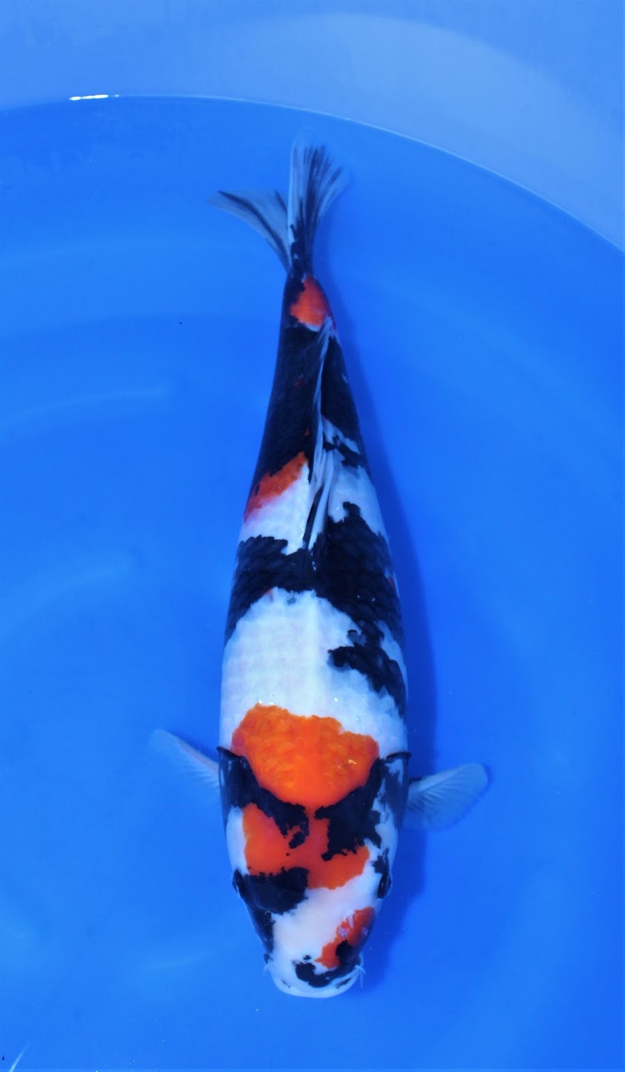 Alu-Becken