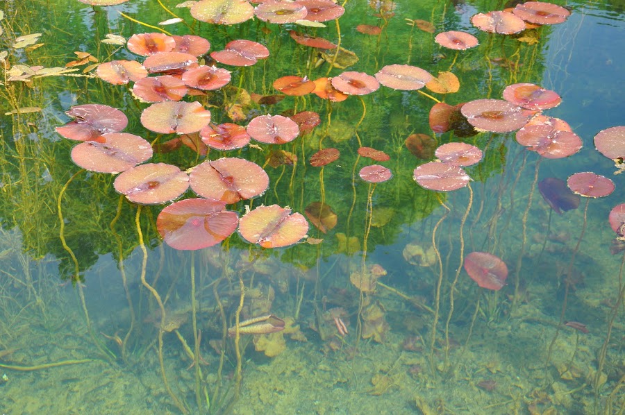 Naturbad Weißenbrunn