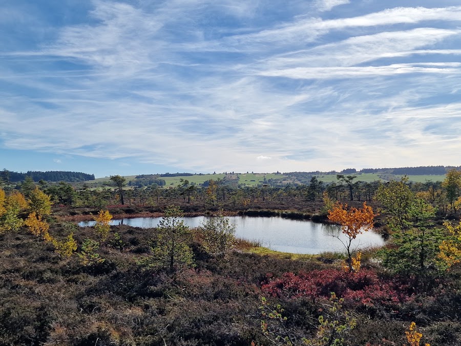 Moorauge