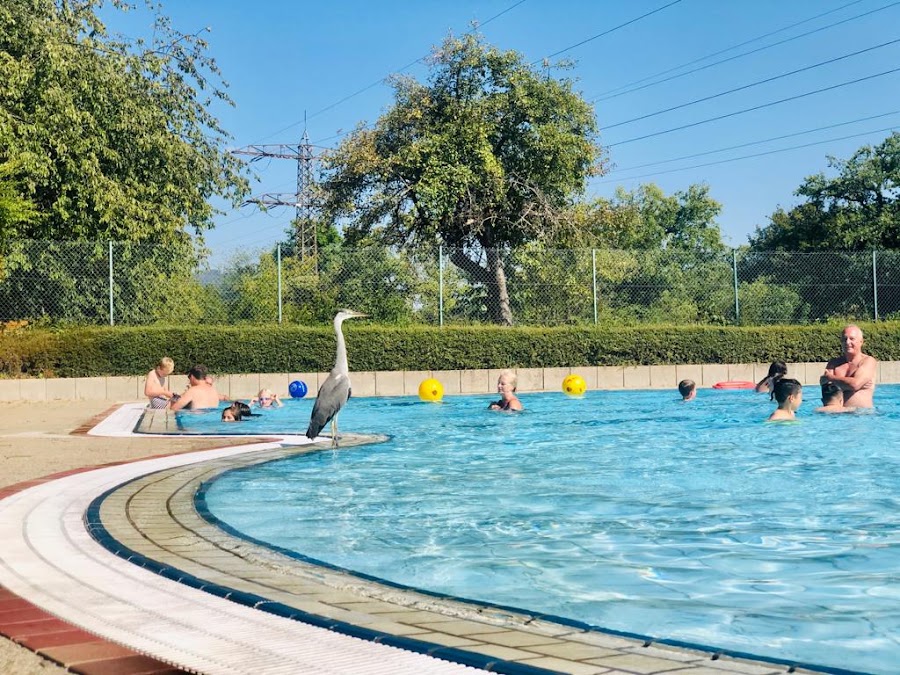 Freibad am Rhein